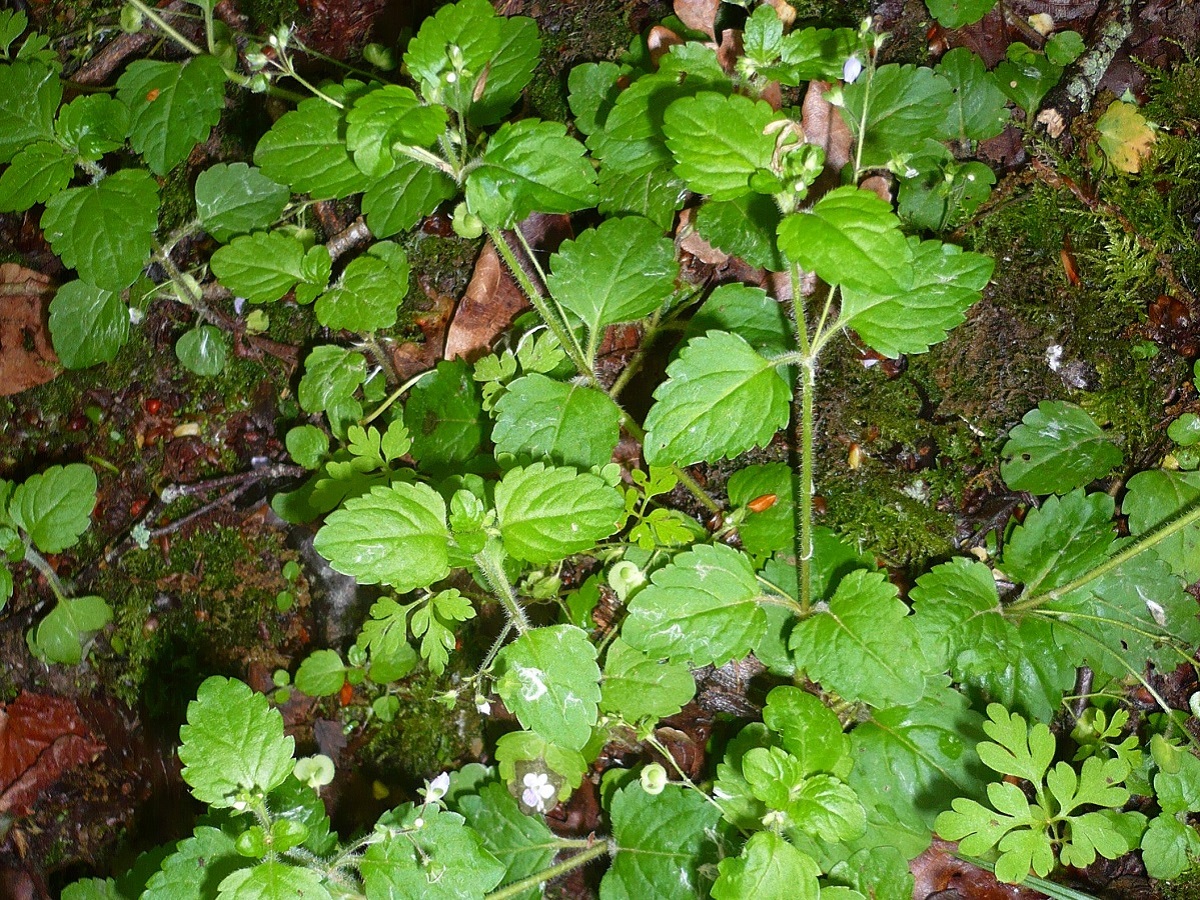 Veronica montana (Plantaginaceae)